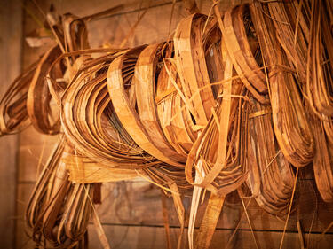 Dried Cedar hanging in the longhouse