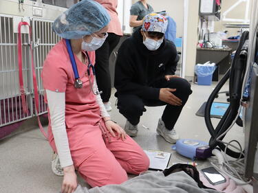 Internship student working alongside a vet tech caring for a dog patient