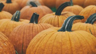 pumpkin pumpkin